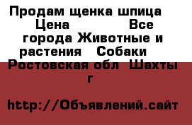 Продам щенка шпица.  › Цена ­ 15 000 - Все города Животные и растения » Собаки   . Ростовская обл.,Шахты г.